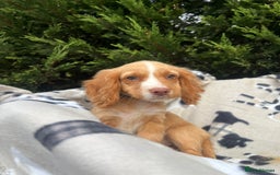 Cocker Spaniel dogs for sale: Five beautiful cocker spaniels - Image 5