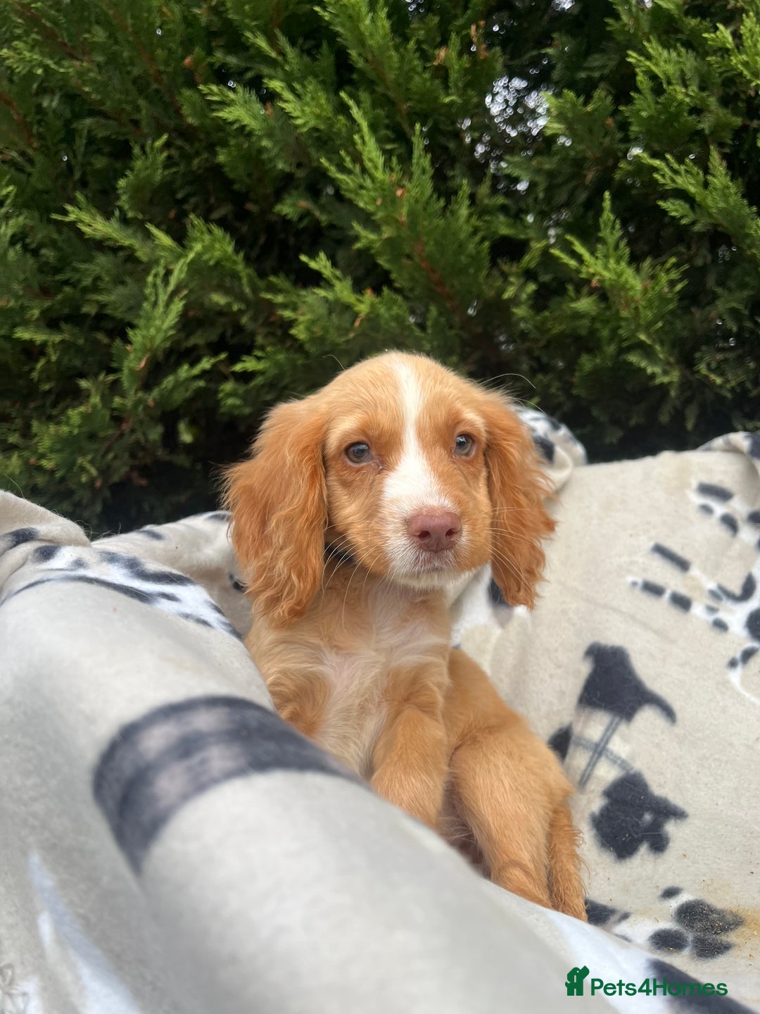 Cocker Spaniel dogs for sale: Five beautiful cocker spaniels - Image 5