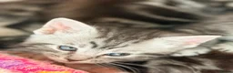 Maine Coon cats for sale: Gorgeous Maine Coon Kittens Ready Soon 🐾 - Advert 7