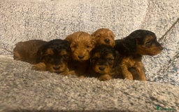 Cockapoo dogs for sale: Beautiful F1 Toy Cockapoo puppies  - Image 2