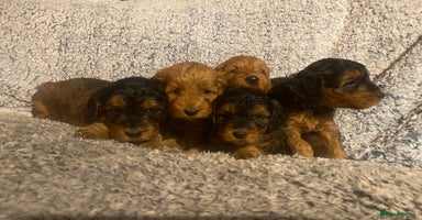 Cockapoo dogs - Advert 7