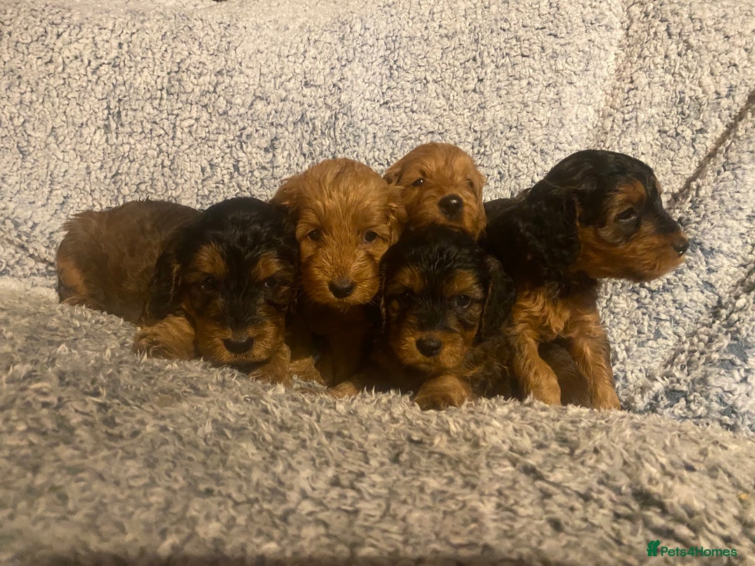 Cockapoo dogs for sale: Beautiful F1 Toy Cockapoo puppies  - Image 2