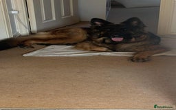 German Shepherd dogs for sale: Long haired female German shepherd  - Image 3