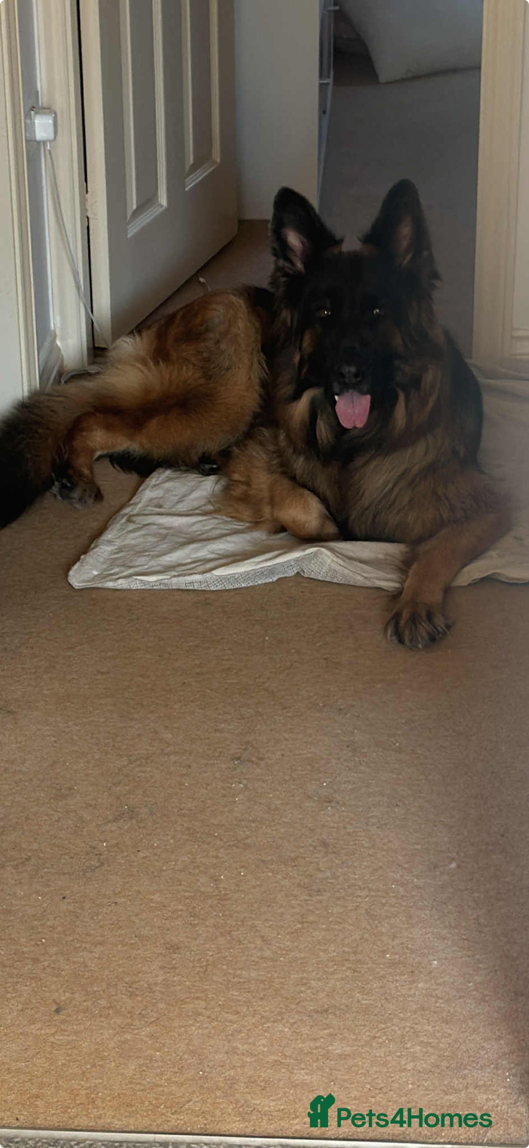 German Shepherd dogs for sale: Long haired female German shepherd  - Image 3
