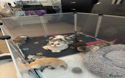 Scottish Fold cats for sale: Scottish fold/ straight 😍🥰❤️ - Image 3