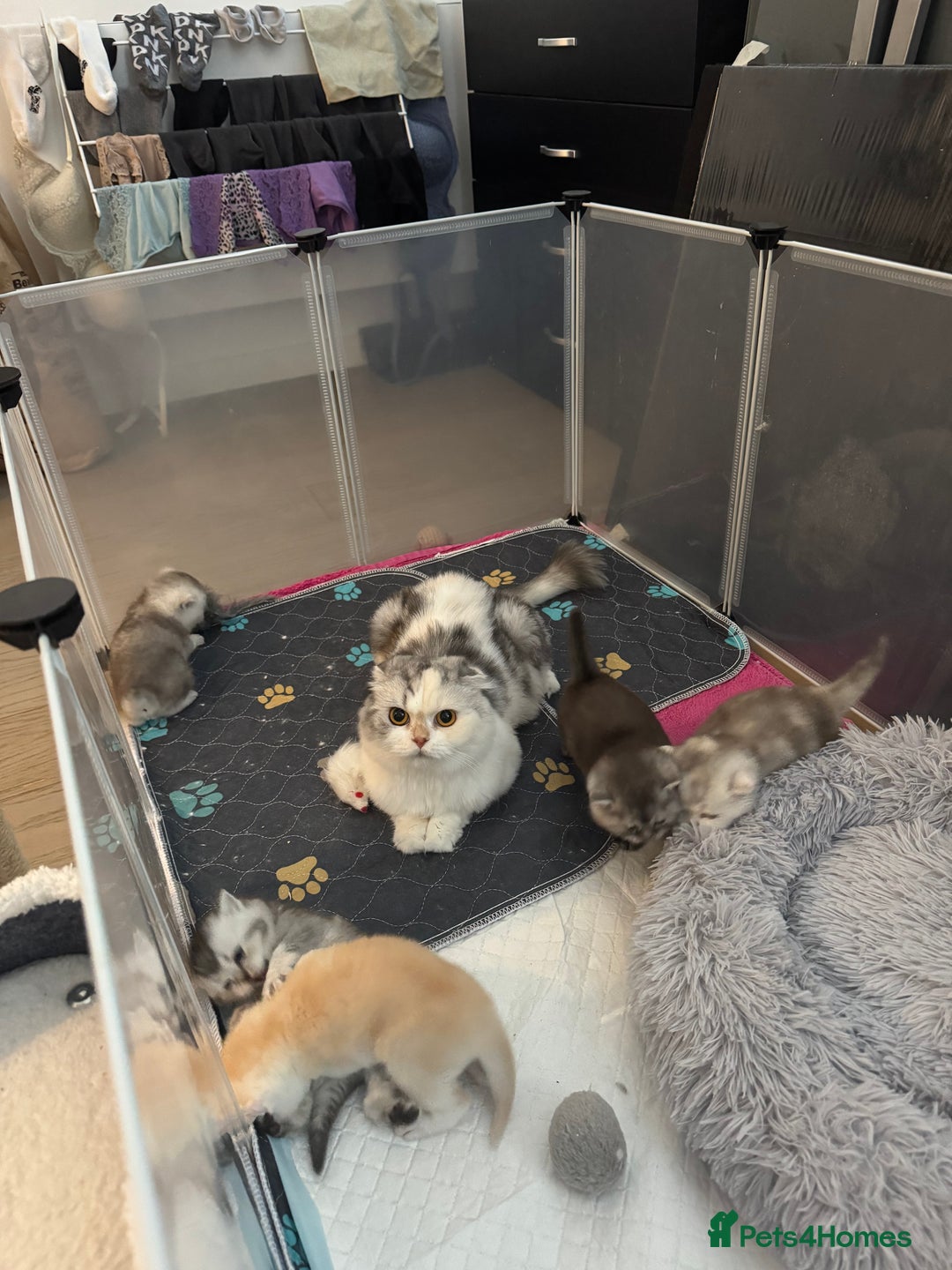 Scottish Fold cats for sale: Scottish fold/ straight 😍🥰❤️ - Image 3