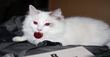Ragdoll cats - Advert 5