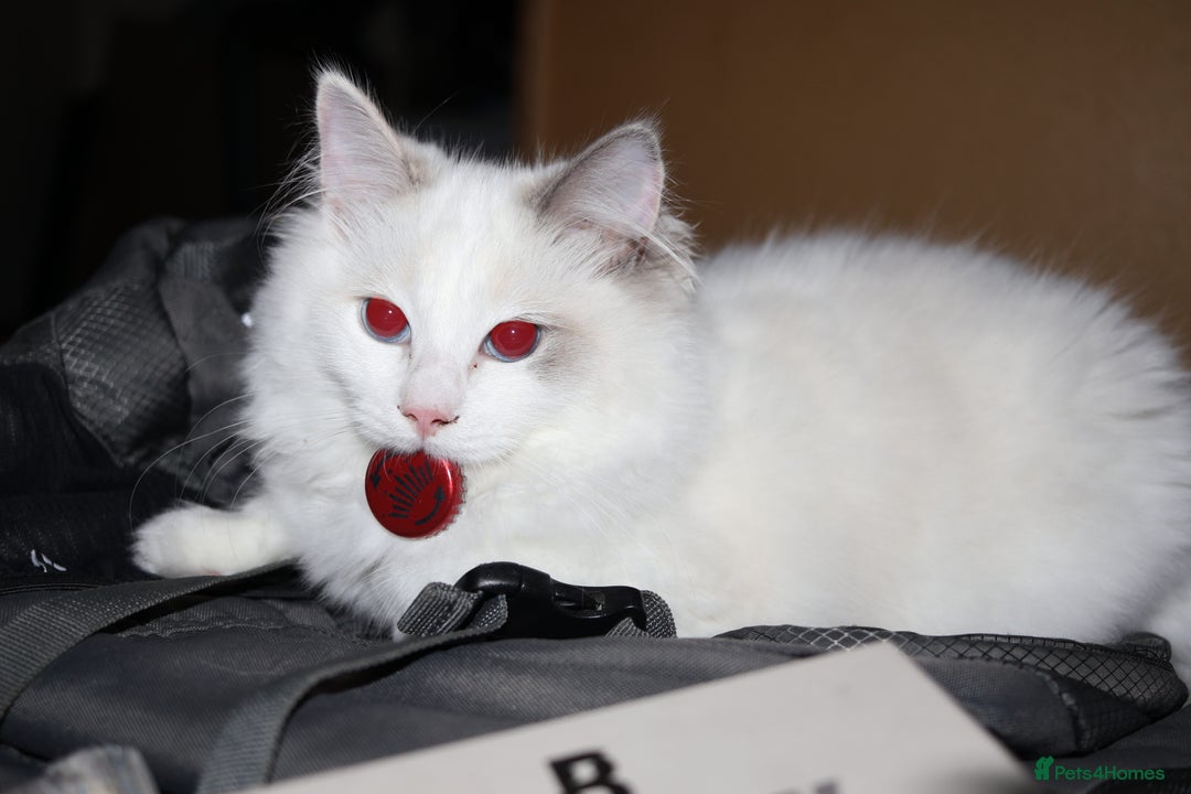 Ragdoll cats for sale: Rare cream point ragdoll & 2 blue bicolour - Image 1