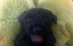 Mixed Breed dogs for sale: Maltipoo x Cockapoo puppies - Image 4