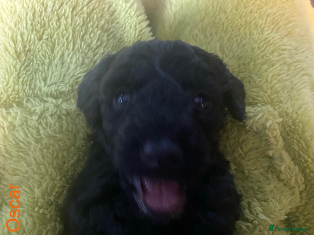 Mixed Breed dogs for sale: Maltipoo x Cockapoo puppies - Image 4