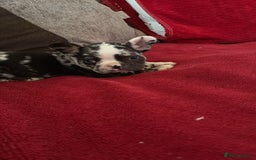 French Bulldog dogs for sale: French bulldog Merle puppies for sale  - Image 5