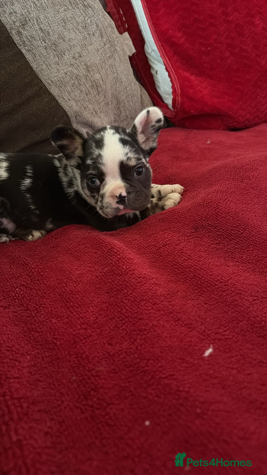 French Bulldog dogs for sale: French bulldog Merle puppies for sale  - Image 5