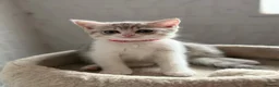 British Shorthair cats for sale: British shorthair kittens - Advert 17