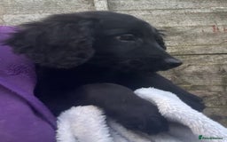 Cockapoo dogs for sale: F2B Cockapoo Puppies - Image 13