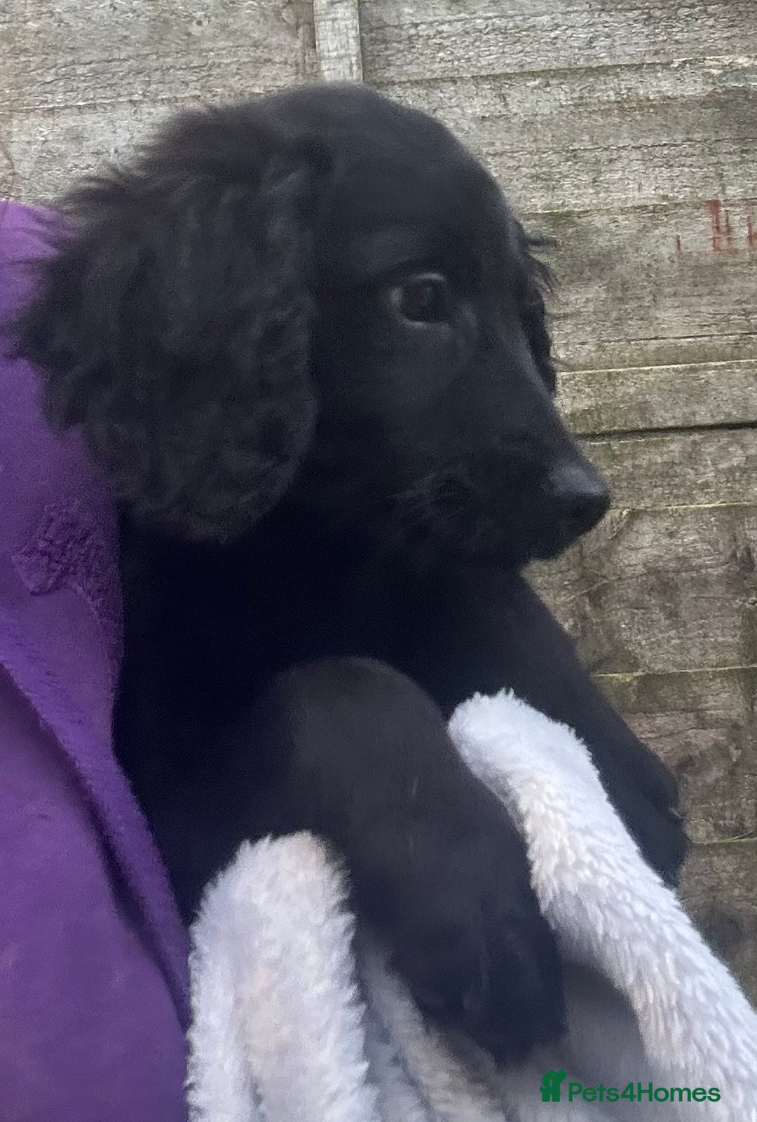 Cockapoo dogs for sale: F2B Cockapoo Puppies - Image 13