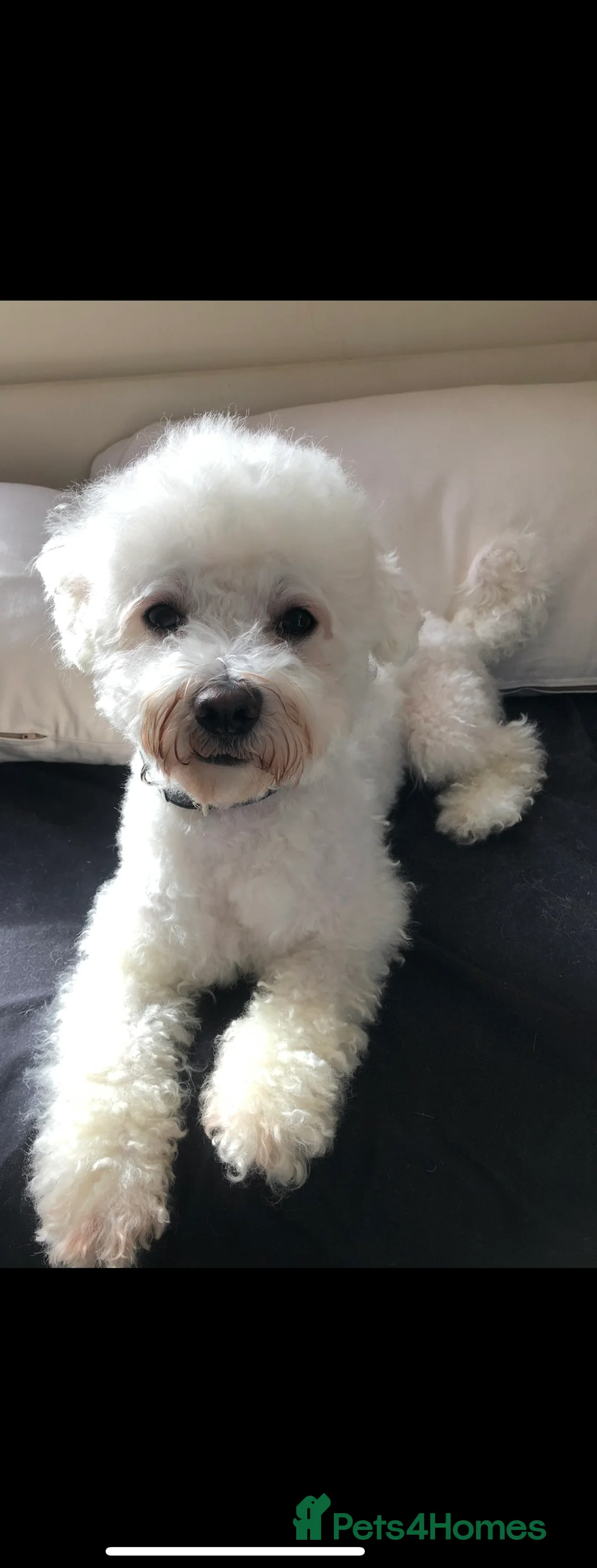 Bichon Frise dogs for stud: Bichon Frise for stud  in Derby - Advert 2