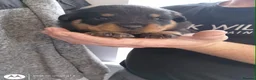 Rottweiler dogs for sale: Beautiful Rottweiler puppy’s  in Weston-super-Mare - Advert 4