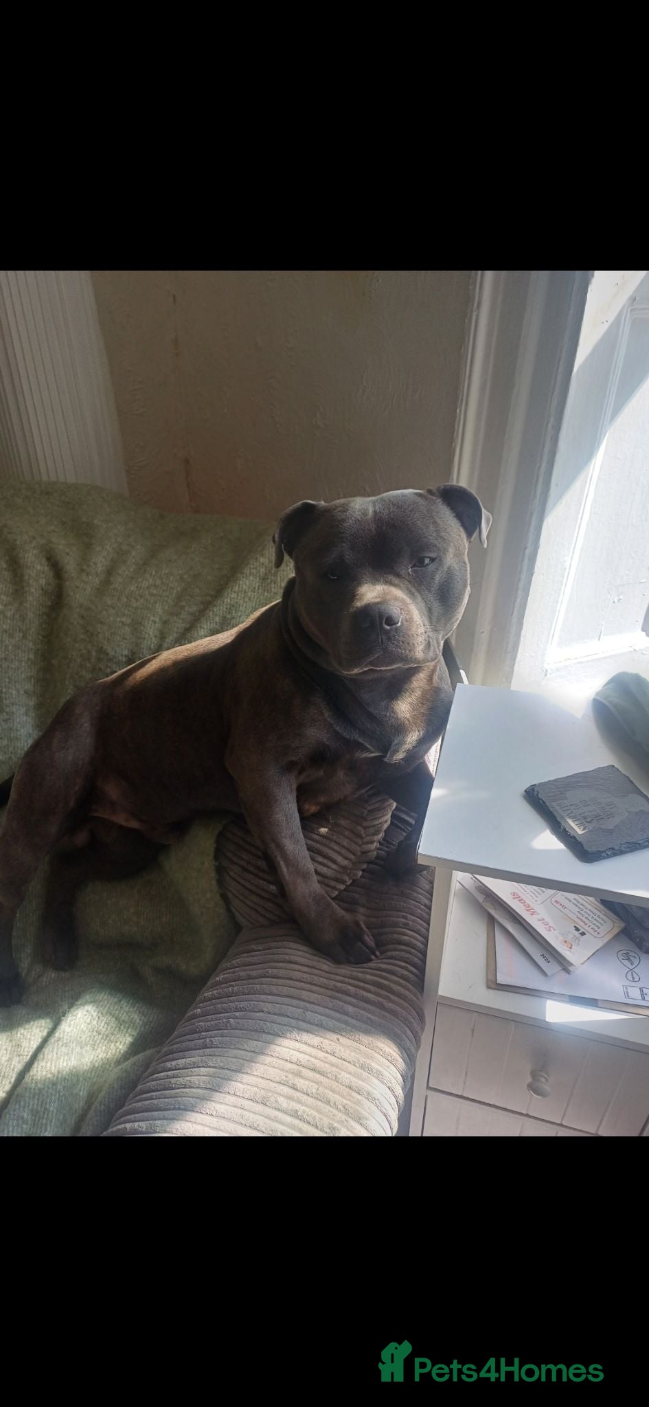 Staffordshire Bull Terrier dogs ZEUS for stud duties fully kc stunning blue lad  - Advert 24