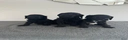 Cavapoo dogs for sale: Health tested F1 cavapoo in Sittingbourne - Advert 3