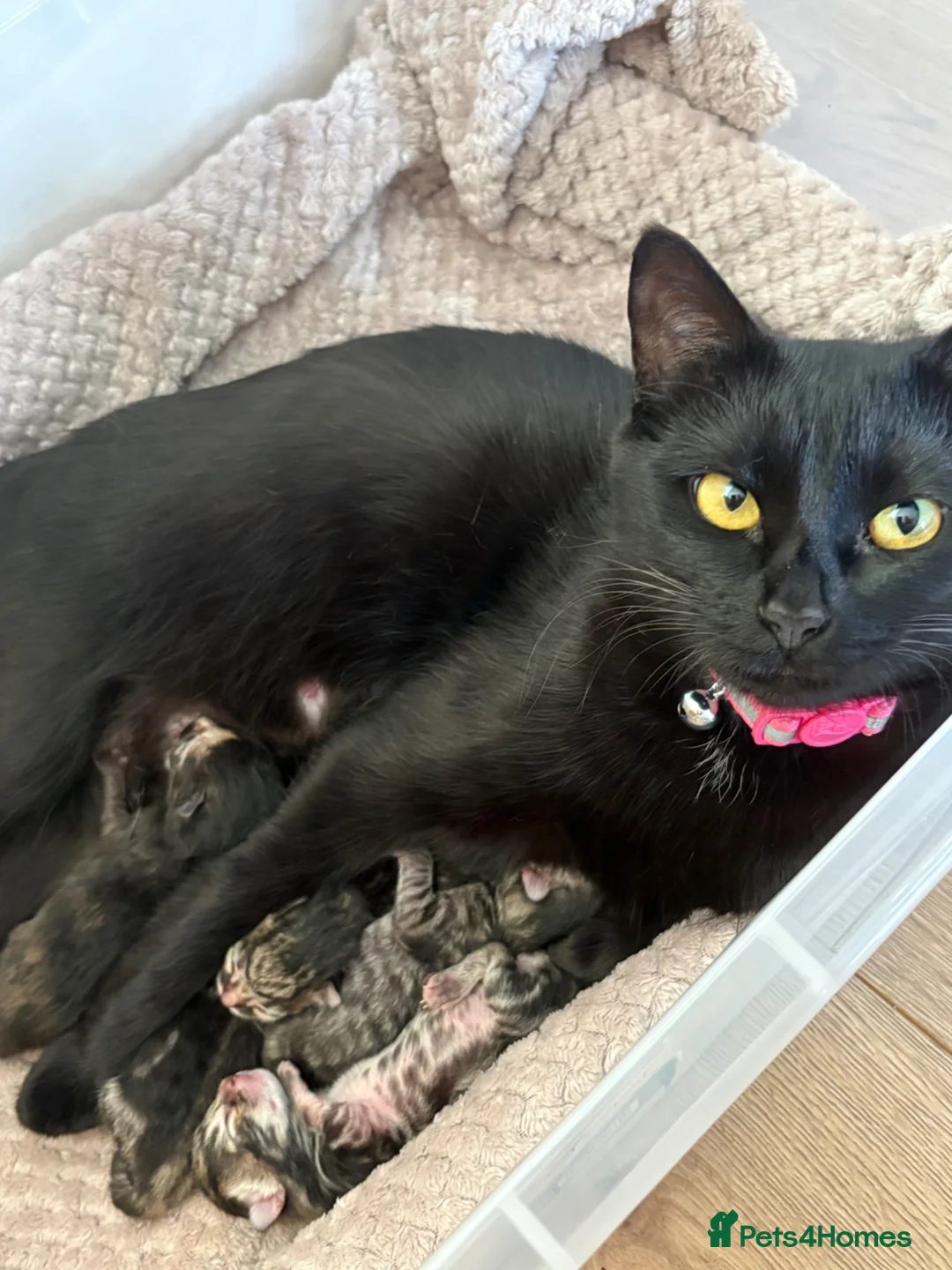 Mixed Breed cats for sale: Bengal mix kittens - Advert 2