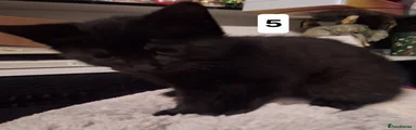 Mixed Breed Kitten 5