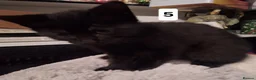 Mixed Breed cats for sale: Very nice kittens:3 boys and 3 girls - Advert 39
