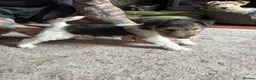 Fox Terrier dogs for sale: Pedigree Wire Haired Fox Terrier puppies for sale - Advert 19