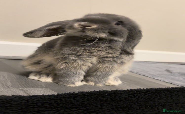 Mini Lop rabbits - Advert 4