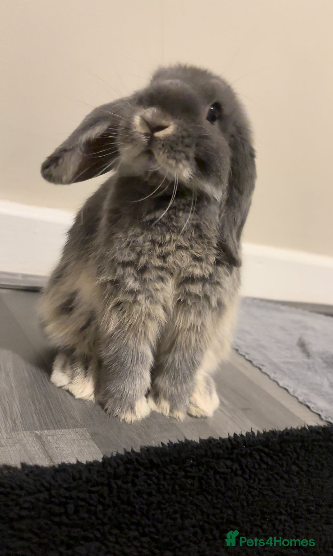 Mini Lop rabbits for sale: mini lop grey otter buck - Image 1