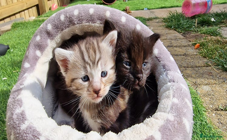 Maine Coon cats - Advert 1