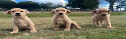 Goldador dogs for sale: Beautiful Goldador Puppies - Advert 20