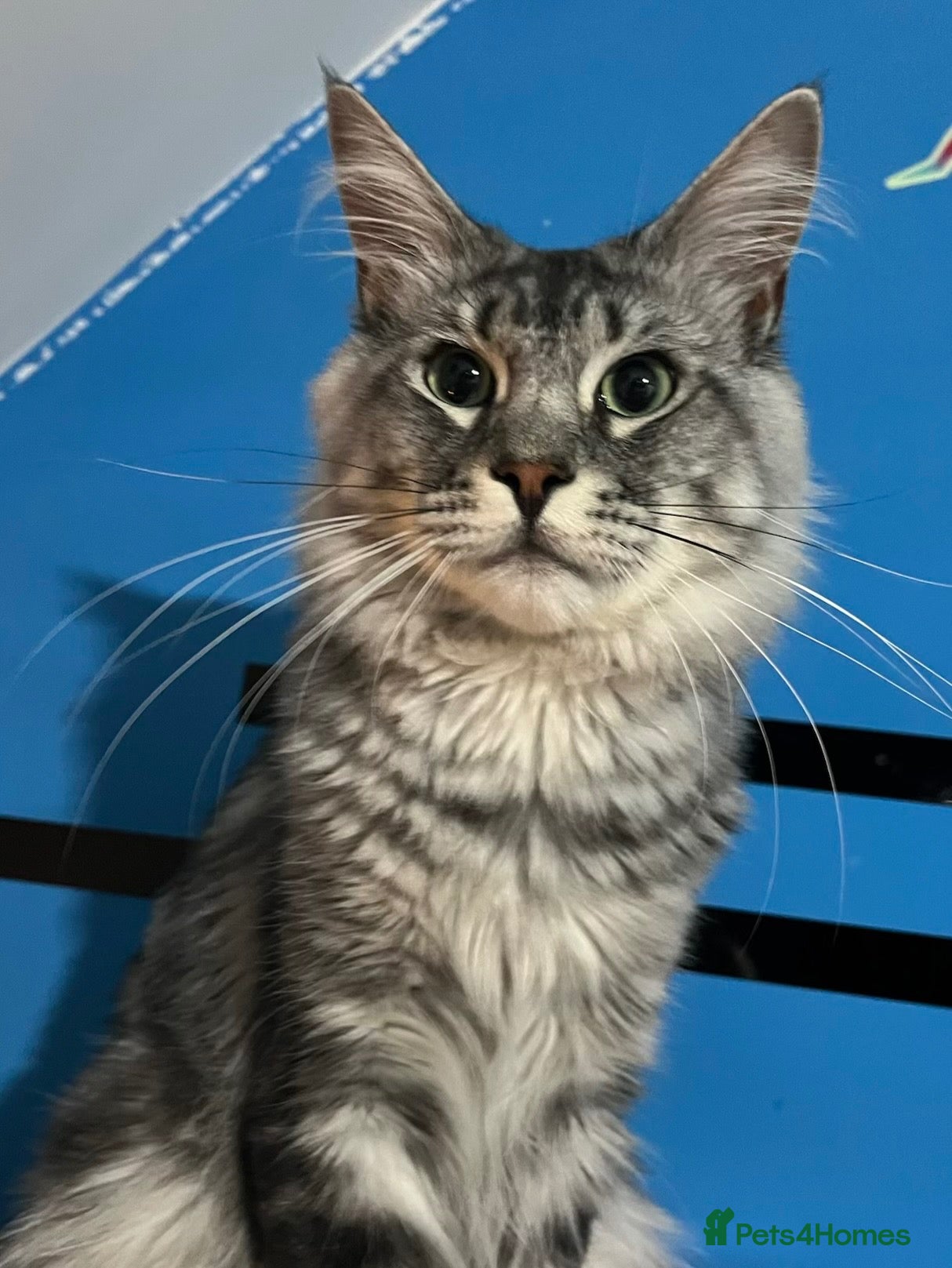 Maine Coon cats Maine coon stud  - Advert 4