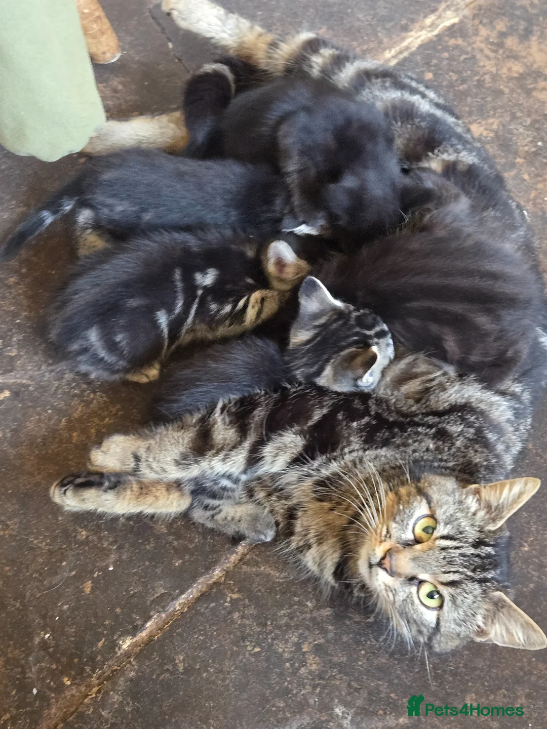 Mixed Breed cats for sale: 1/4 Maine coon 3x tabby 2 x black kittens.  - Advert 2