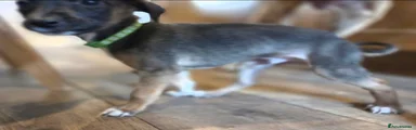 Mixed Breed Puppy 3