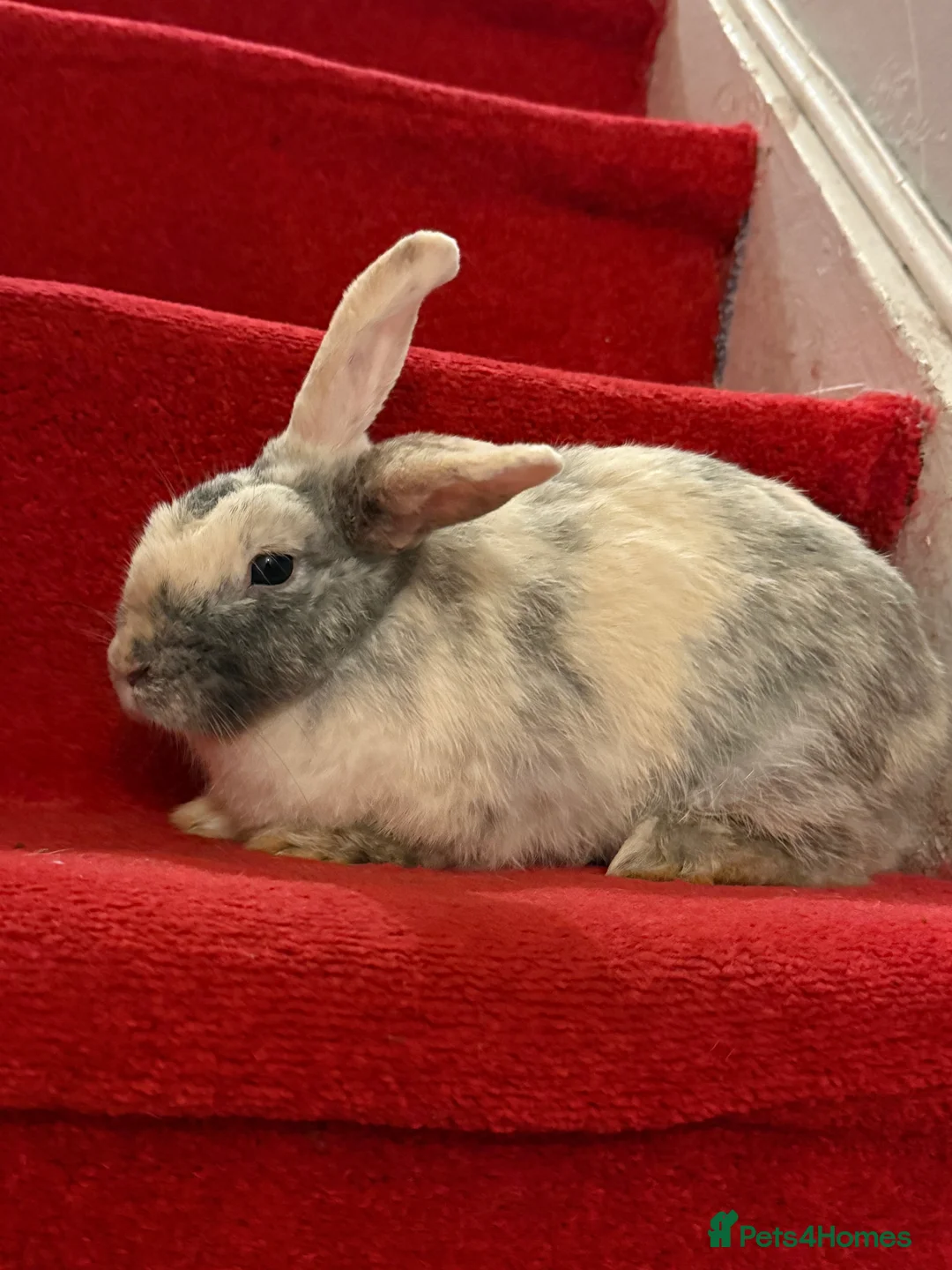Mixed Breed rabbits for sale: Rabbit  - Advert 6