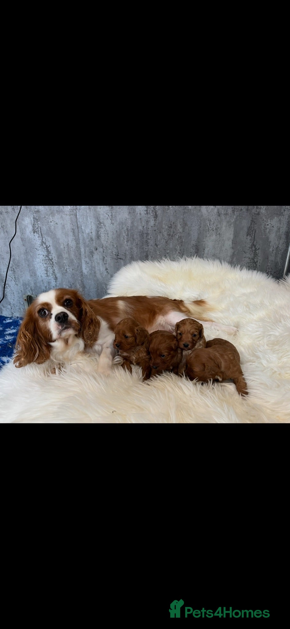 Cavapoo dogs DNA tested F1 Cavapoo puppies - Advert 2