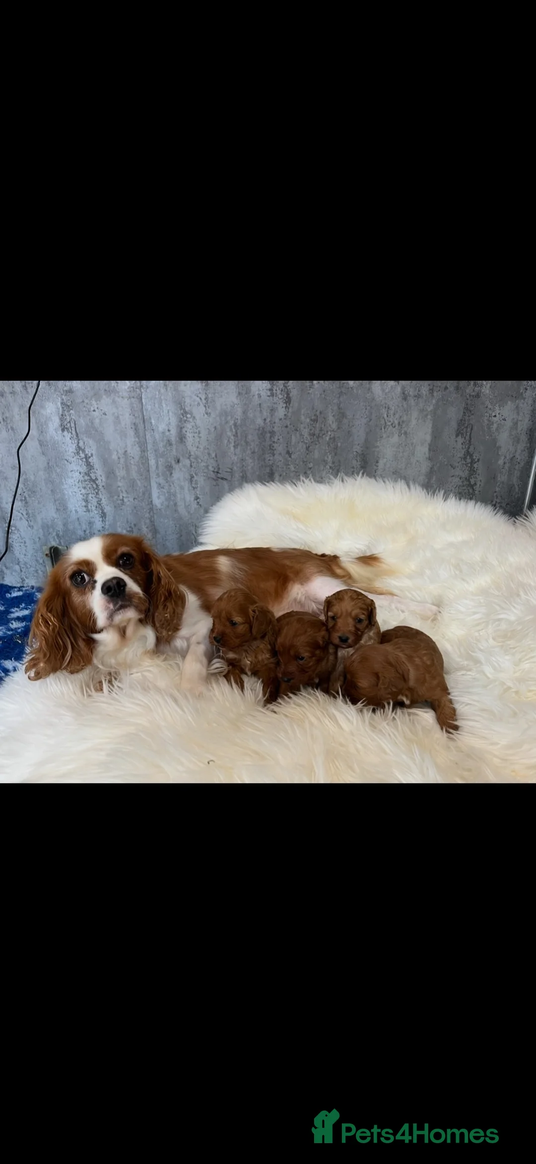 Cavapoo dogs for sale: DNA tested F1 Cavapoo puppies - Advert 2