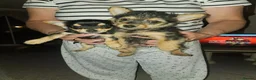Jack Russell dogs for sale: Jack Russell's puppies in Hereford - Advert 2