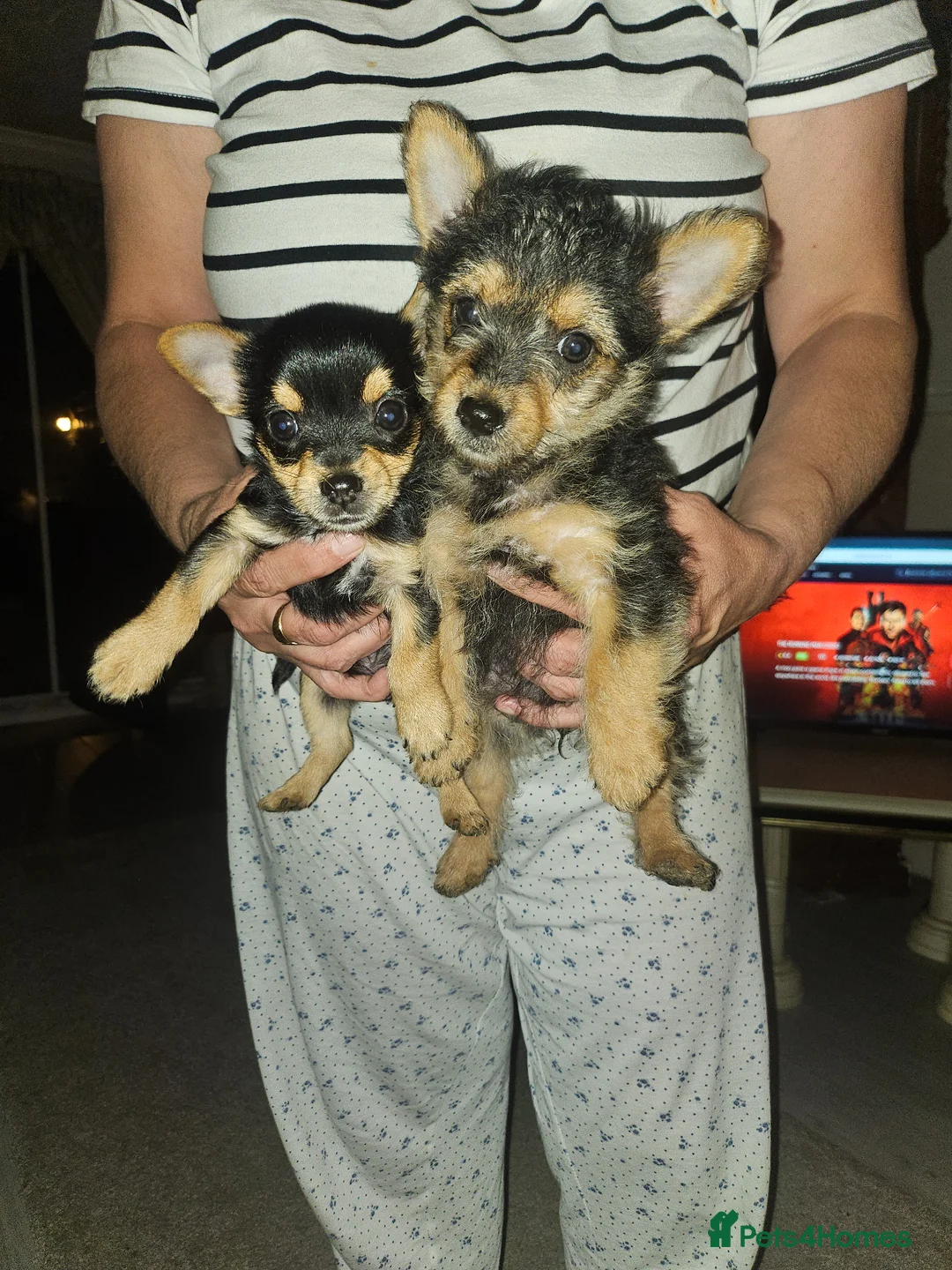 Jack Russell dogs for sale: Jack Russell's puppies in Hereford - Advert 2