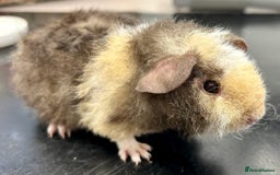Guinea Pig rodents for sale: Teddy Guinea Pig Boars - Image 7