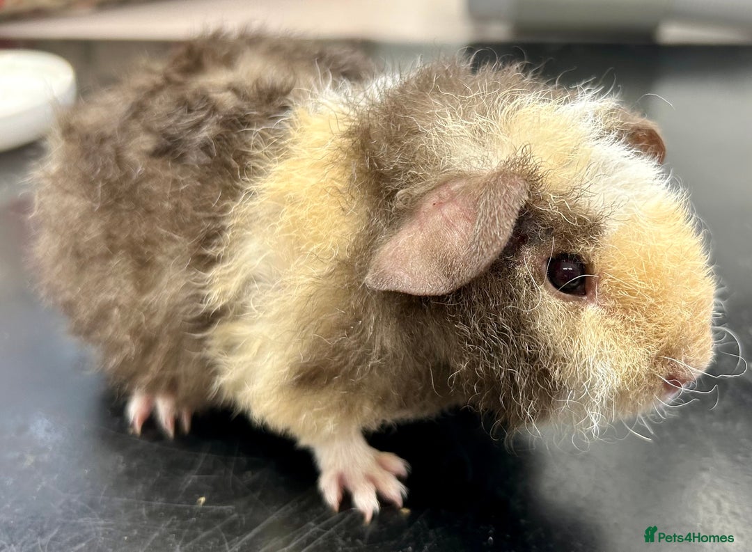 Guinea Pig rodents for sale: Teddy Guinea Pig Boars - Image 7
