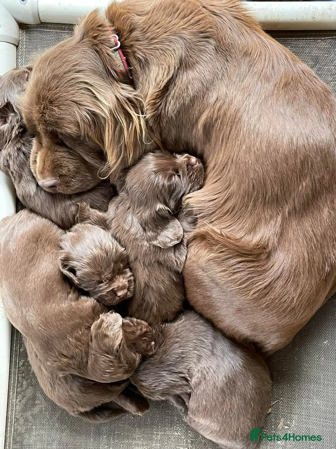 Sussex Spaniel dogs for sale: rimetime Sussex Spaniels Puppies Ready. in Peterhead - Advert 1