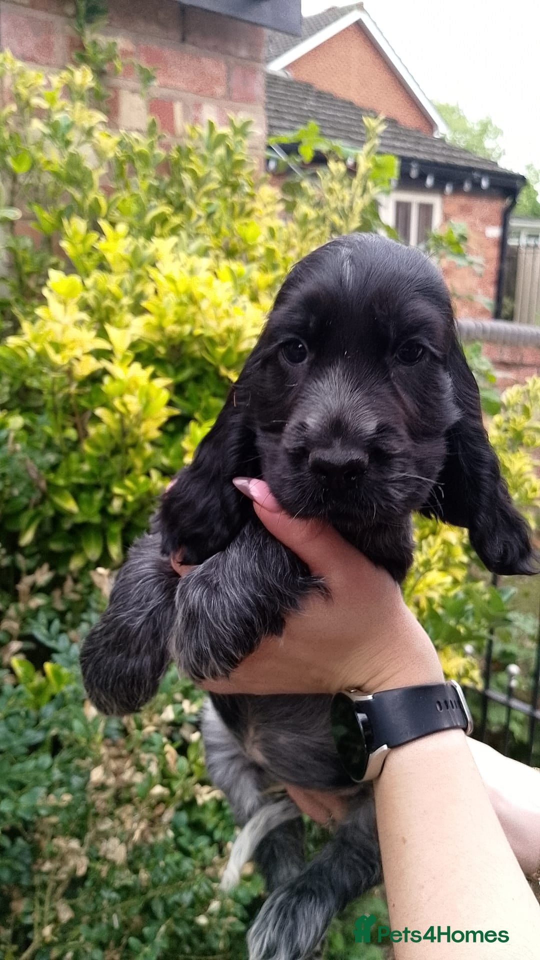 Cocker Spaniel dogs for sale: KC Registered Show type Cocker Spaniels  - Image 26