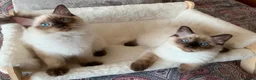 Ragdoll cats for sale: 🏆 GCCF CHAMP PEDIGREE RAGDOLL KITTENS  - Advert 3