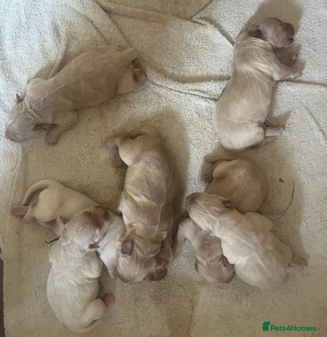 Golden Retriever dogs for sale: Golden Retrievers pure breed puppies - Advert 7
