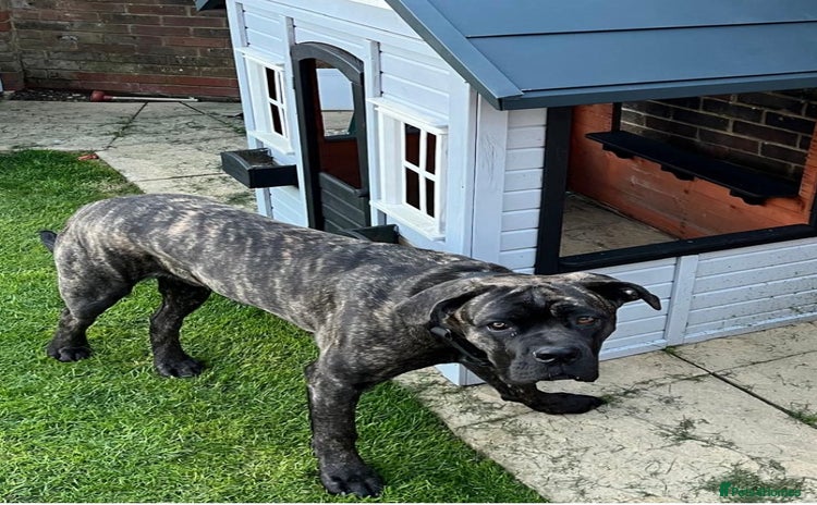 Cane Corso dogs - Advert 6