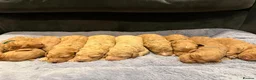Labradoodle dogs for sale: 🐾 F1B Labradooles 🐾 2 sold already  in Ware - Advert 5