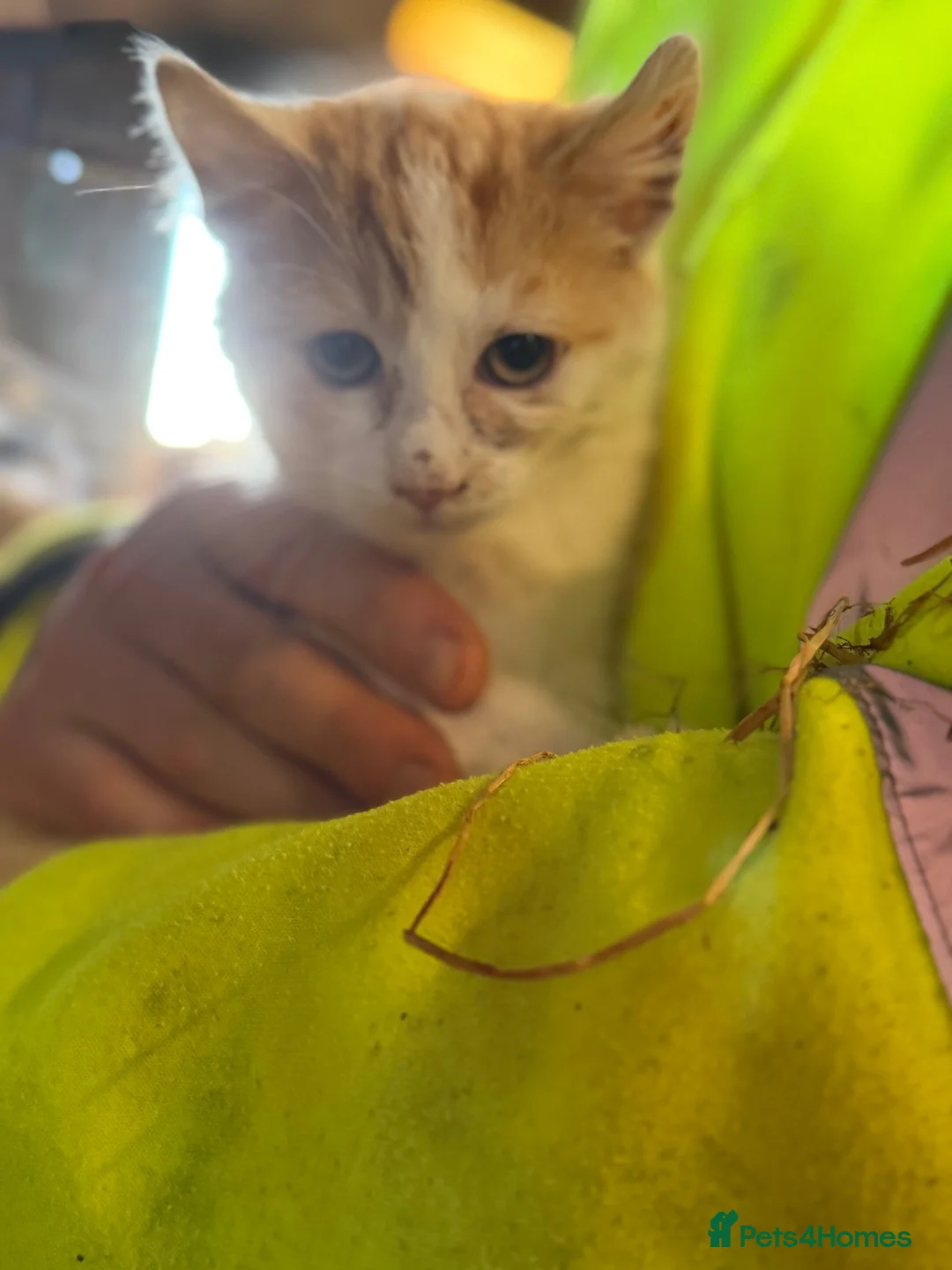 Mixed Breed cats for sale: Lovely ginger farm kittens available  - Advert 2