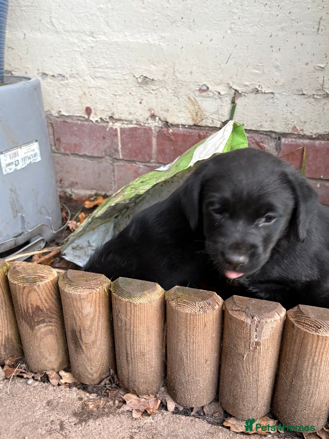 Labrador Retriever dogs for sale: Labrador girl’s ready now  - Advert 22