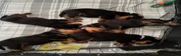 Rottweiler dogs for sale: Pure Breed Rottweiler  - Advert 19